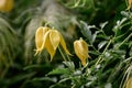 Golden Clematis tangutica pending pale yellow flowers Royalty Free Stock Photo